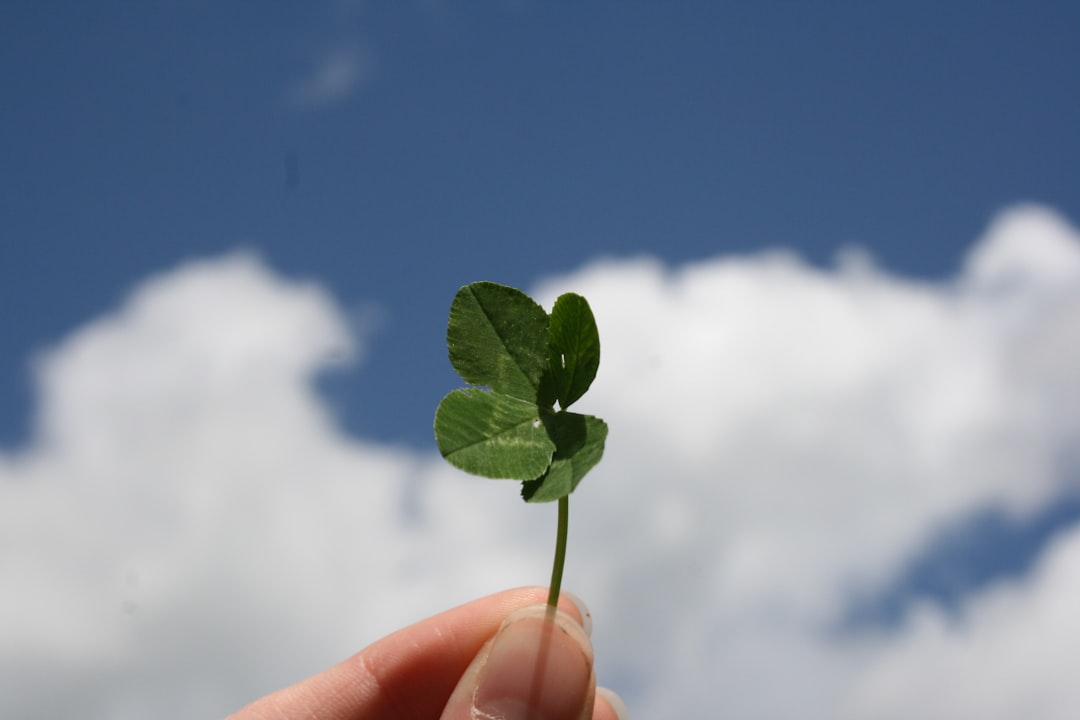 Clover.
