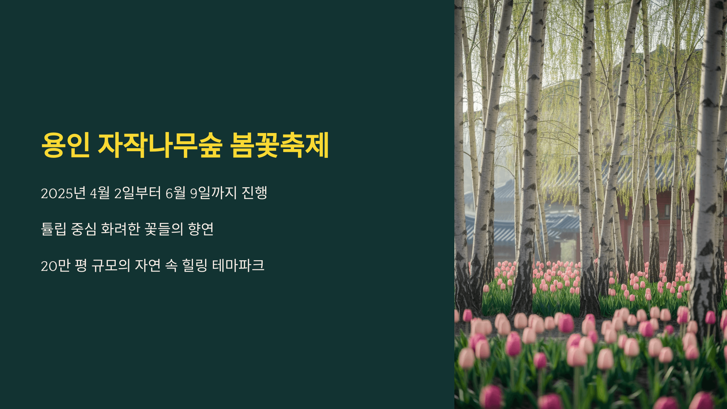 용인 자작나무숲 봄꽃축제