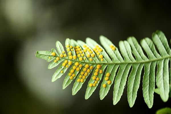 [식재료] 양치류 고사리의 효능에 9