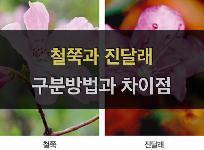  철쭉과 진달래 구분 방법, 차이점 정리
