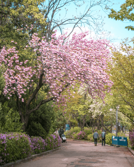 어린이대공원 겹벚꽃