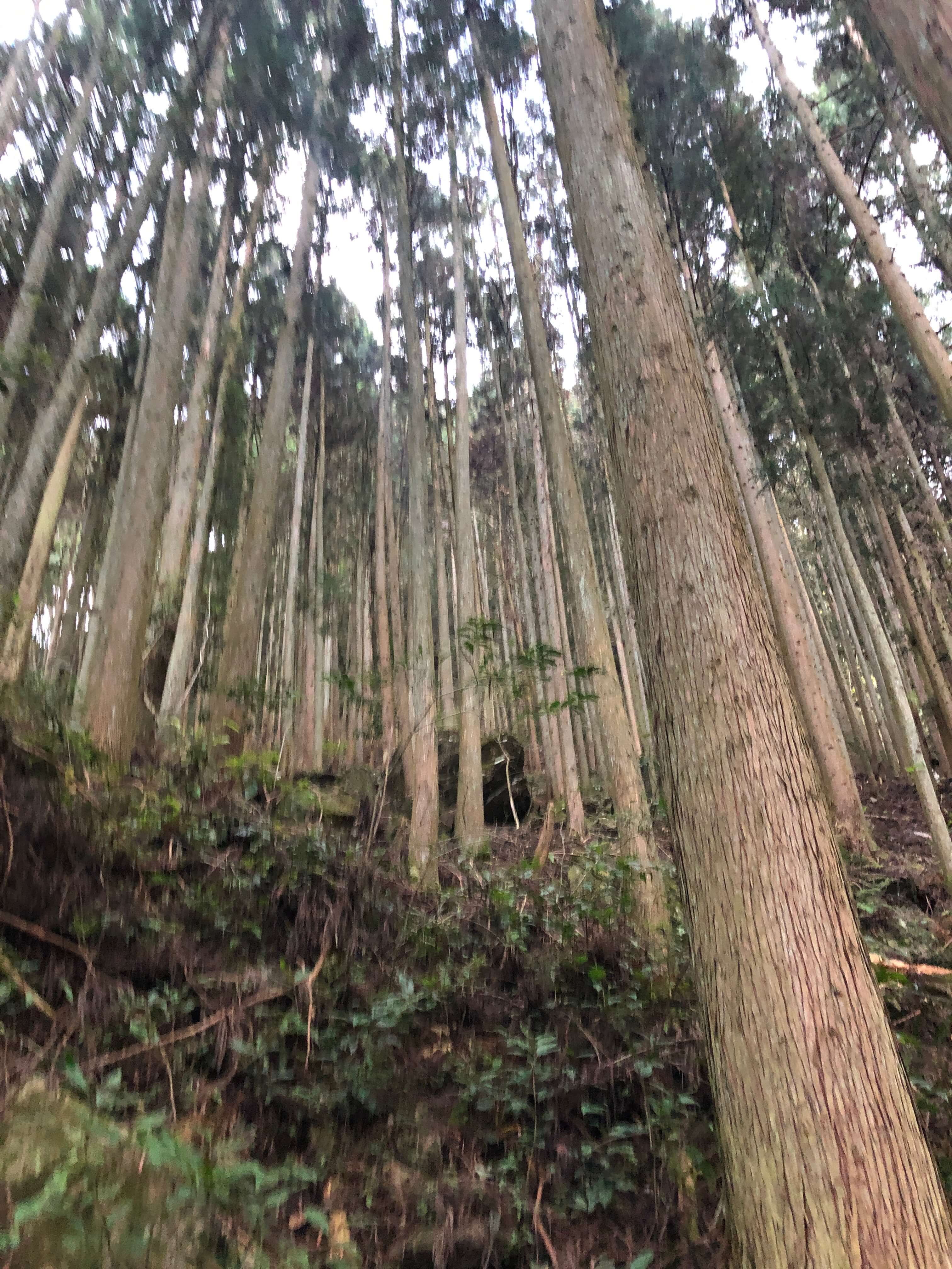 민수랜드-일본 히가시시이야노 폭포 나무