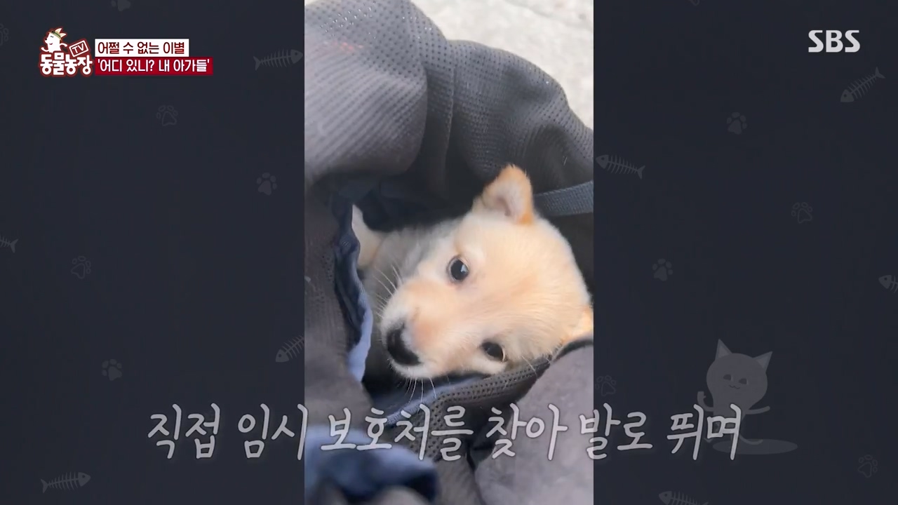 TV 동물농장.E1143.231030p-NEXT.mp4_20231029_162422.229.jpg