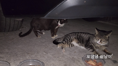 엎드려-있다가-침-맞은-고양이.