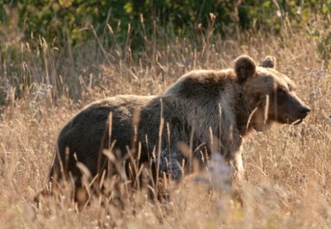 이탈리아 여행 멸종위기의 늑대와 곰을 추적한다!
