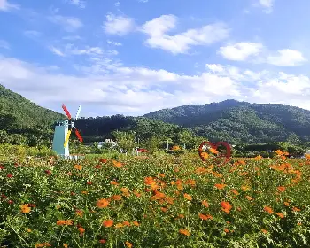 원주 용수골 가을꽃축제_10