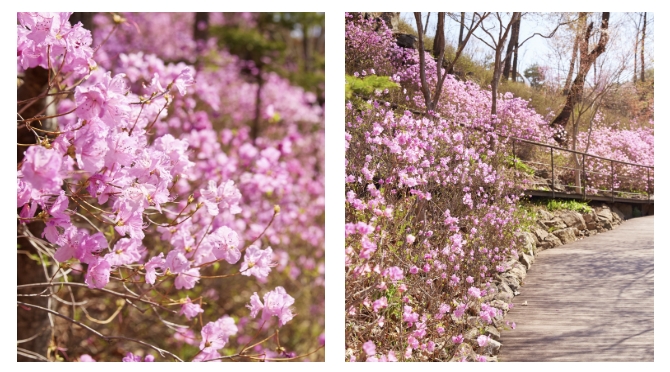 화담숲 철쭉·진달래길, 봄을 품은 꽃길 산책