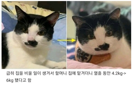  손주의 고영희를 손주처럼 돌본 할머니