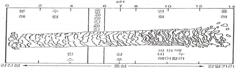  모발의 구조와 특성
