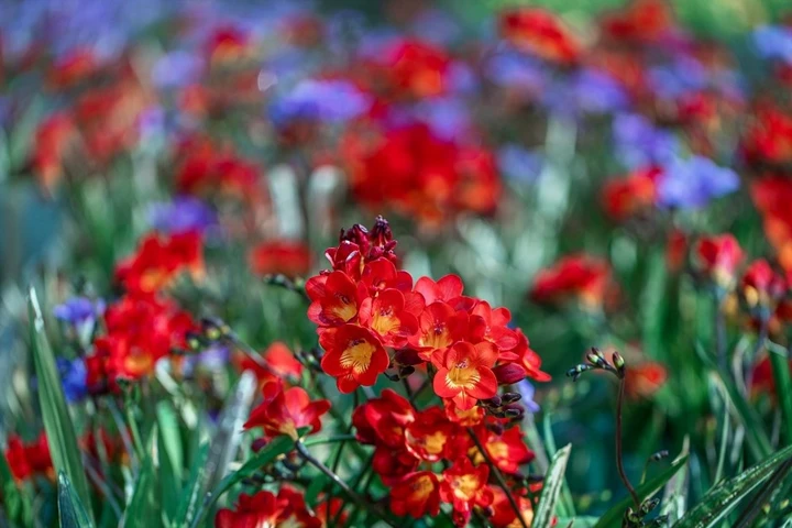 마르노블랑봄에꽃향기축제