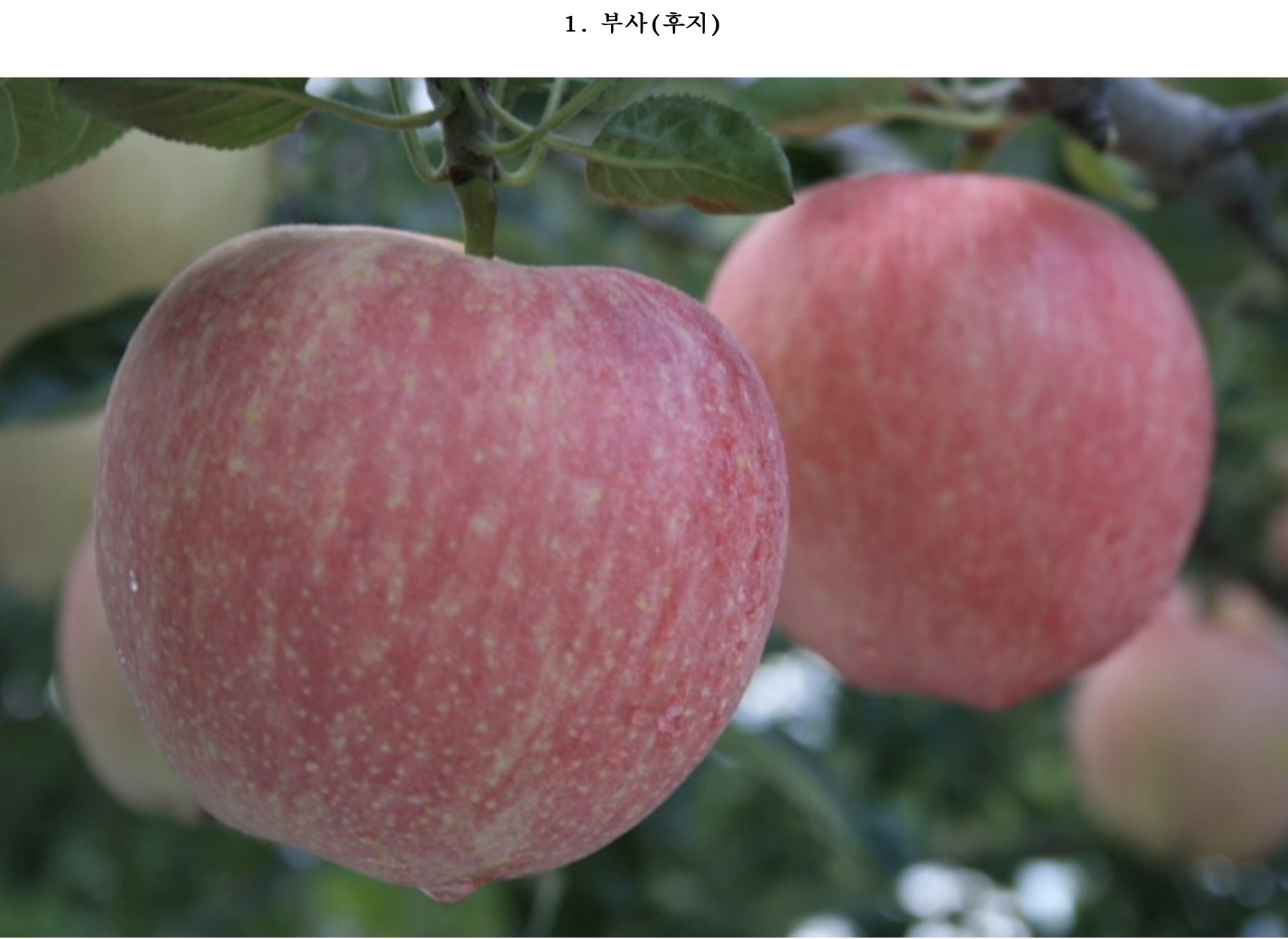  [부자들의 취미생활]사과의 종류, 사과인기순위, 사과 고르는 법