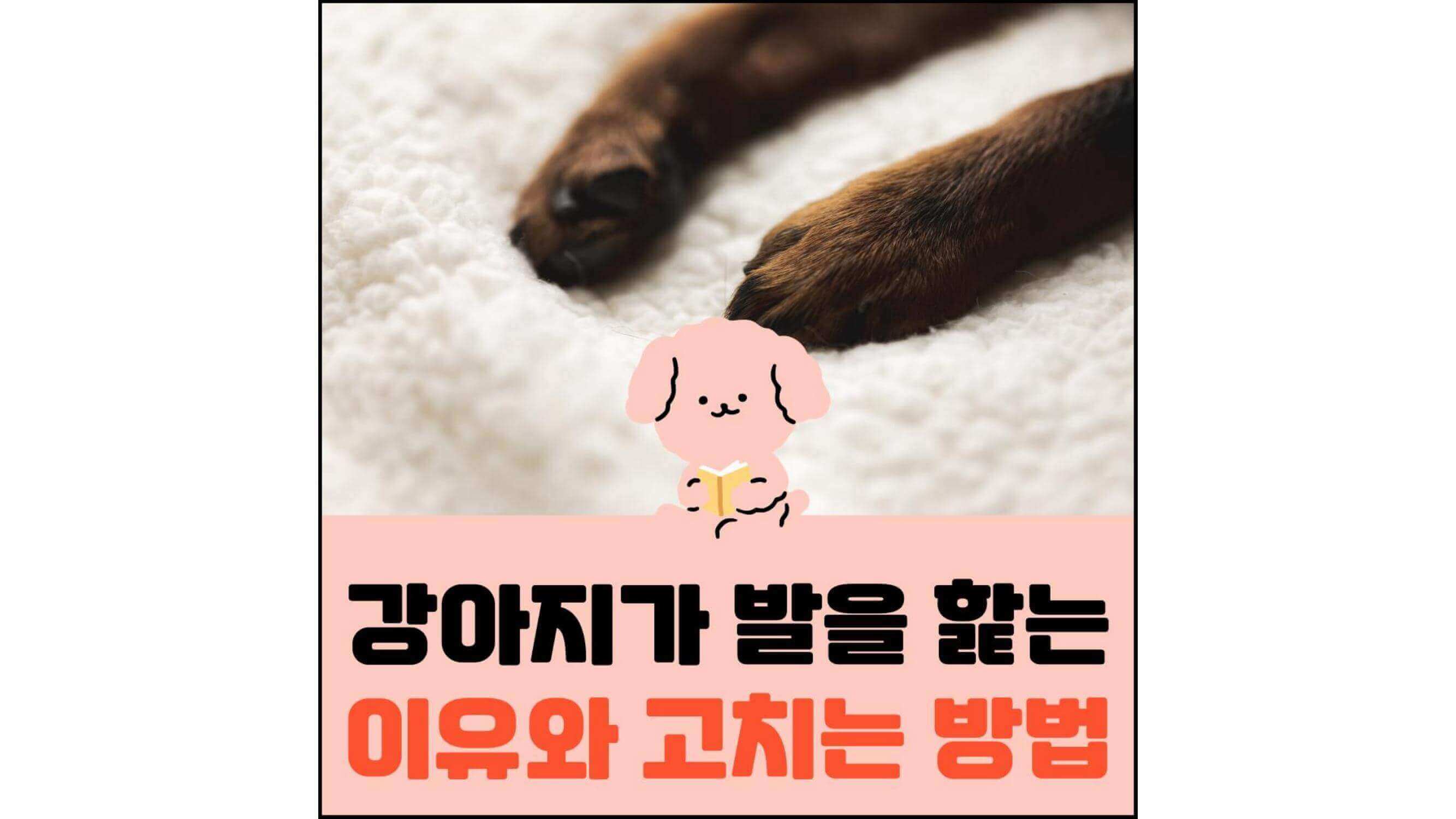 강아지가-발을-핥는-이유와-고치는-방법-섬네일