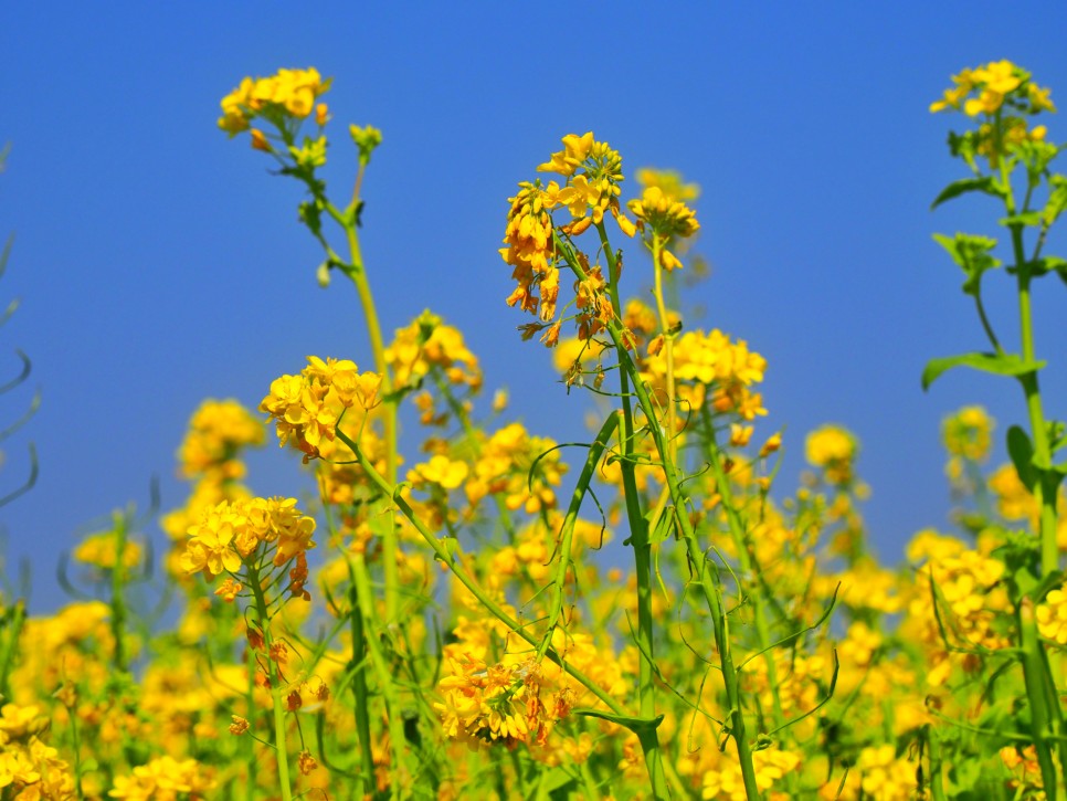 오늘 24도 가볍게 입으세요 2월 제주도 날씨 22