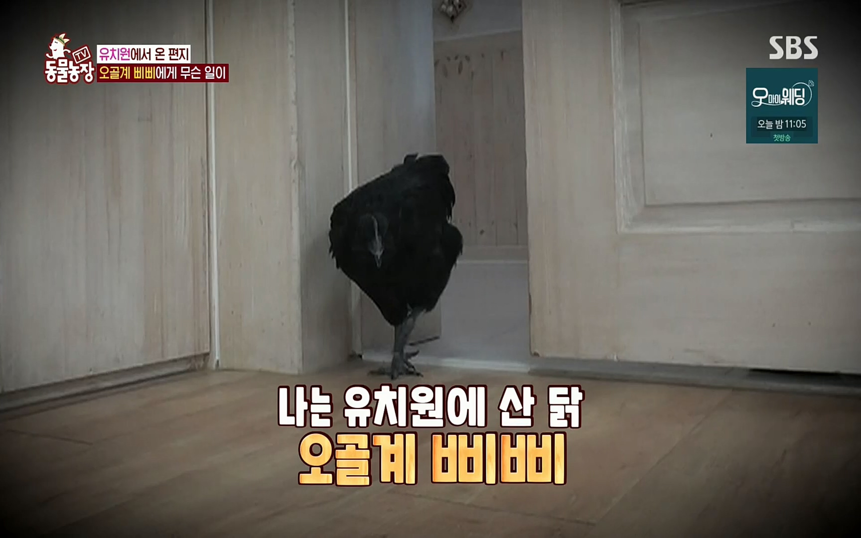 TV 동물농장.E1073.220612p.H264-F1RST.mp4_20220612_181334.775.jpg