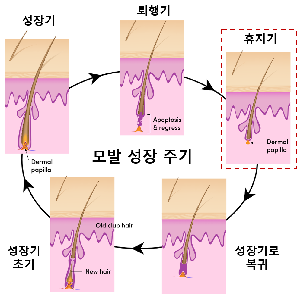 모발-성장-주기