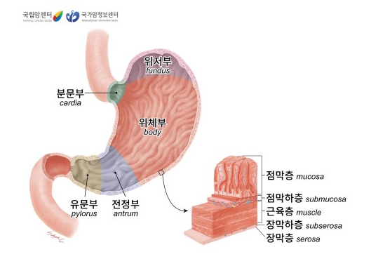 위암이해하기:증상&#44;원인&#44;진단&#44;치료방법