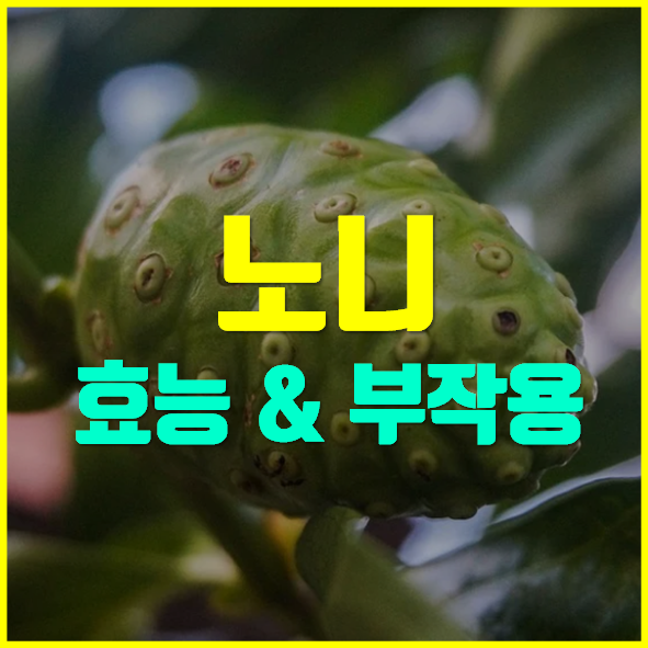  노니 효능 부작용