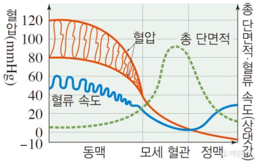 혈관의 특징