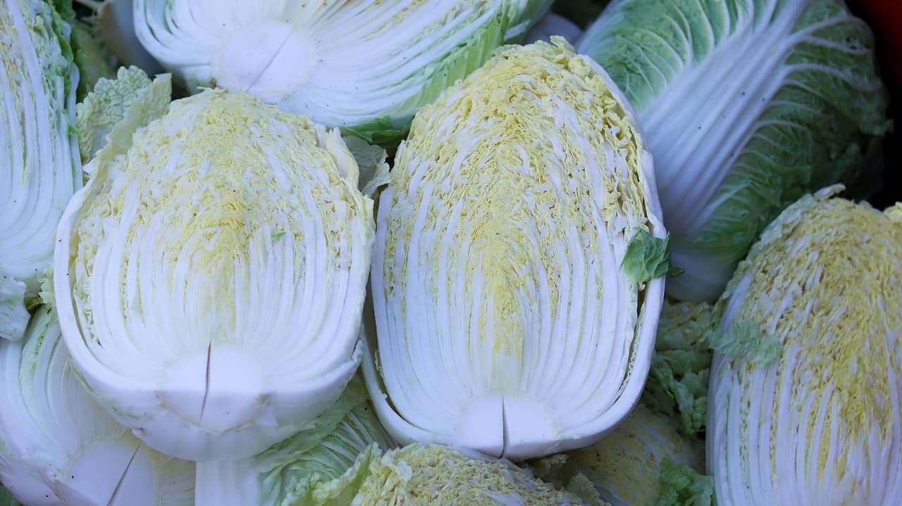 🥬 해남 배추