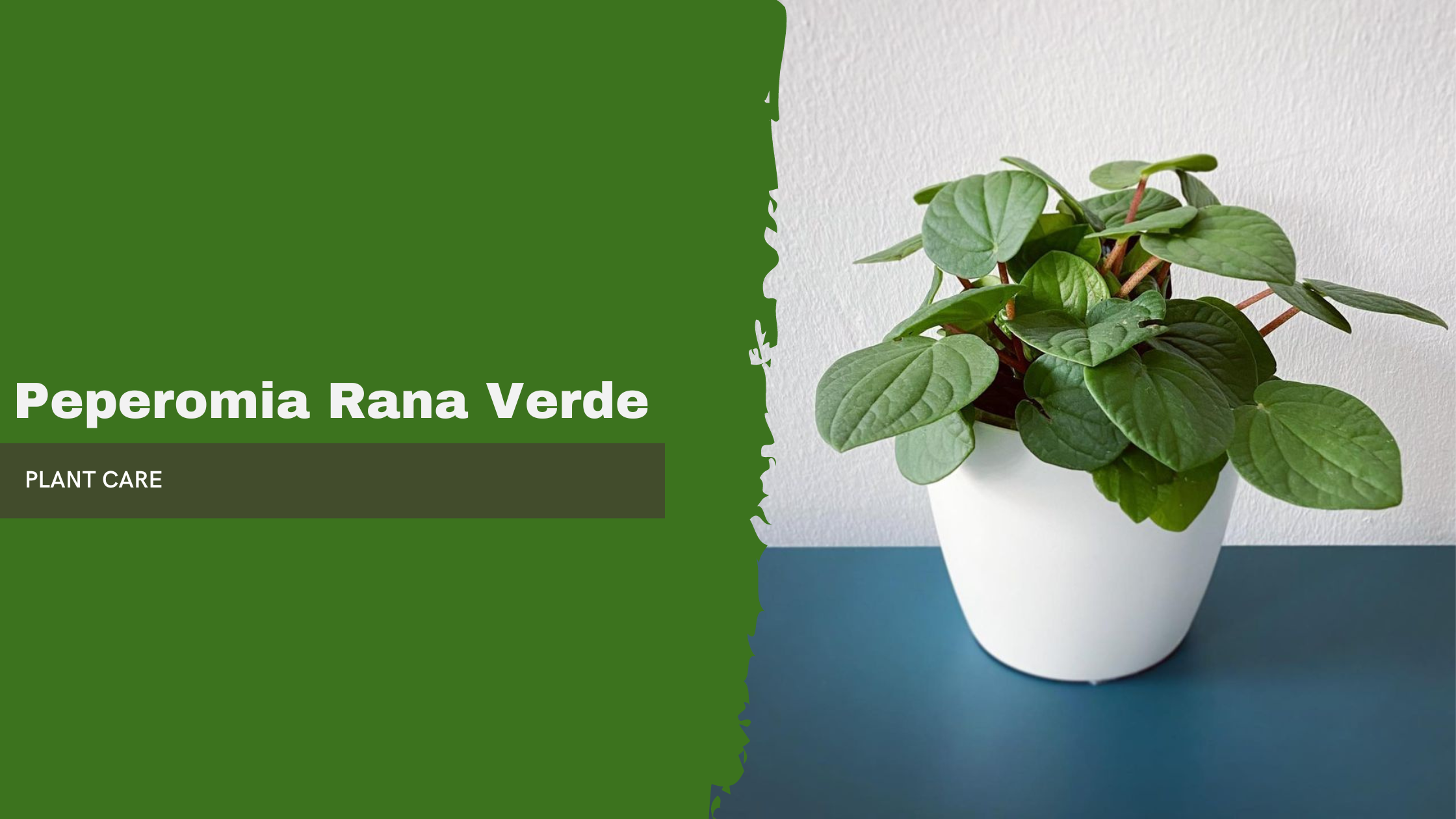 Peperomia Rana Verde