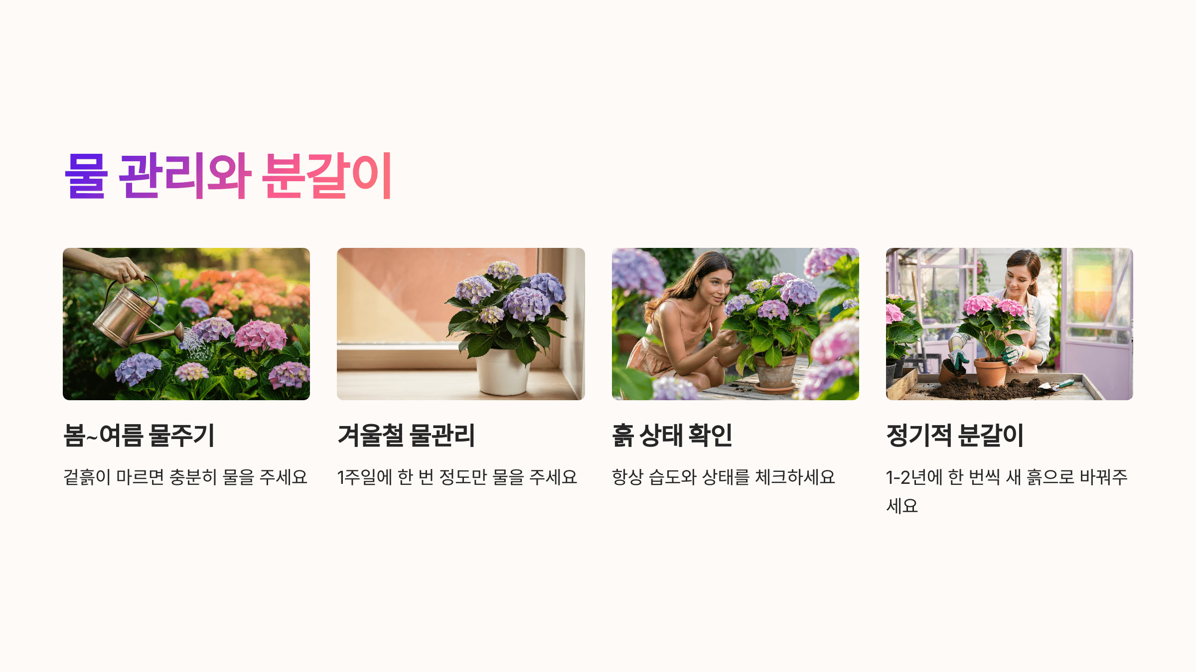 수국 사진입니다.