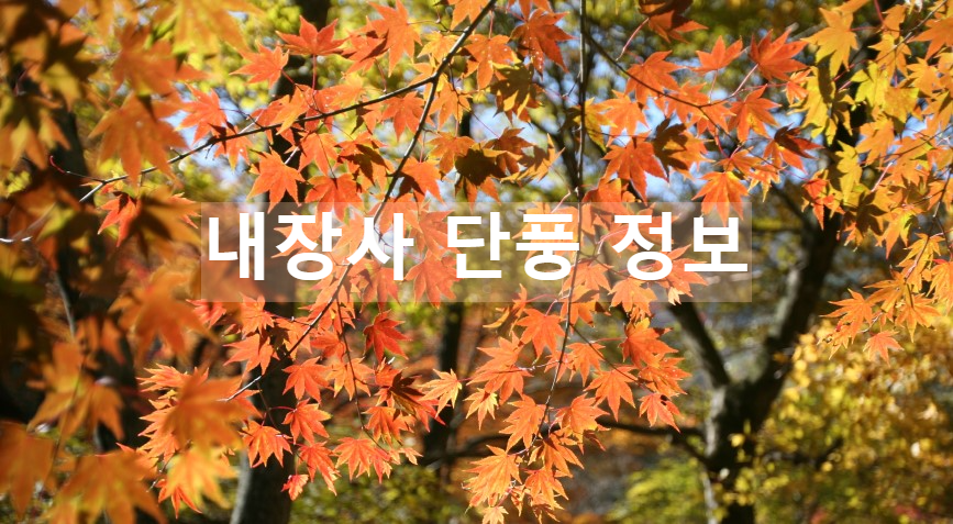 내장산의-내장사-단풍-썸네일