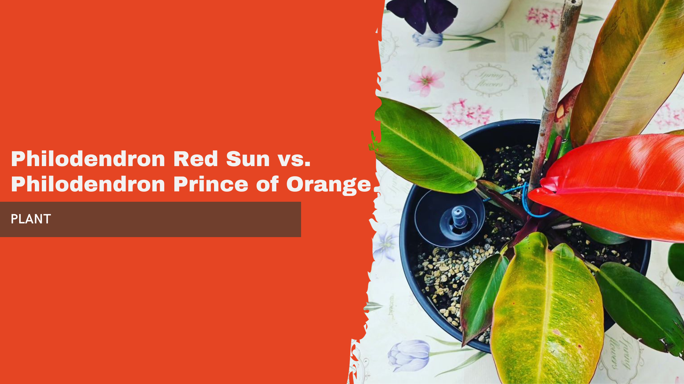 Philodendron Red Sun vs. Philodendron Prince of Orange