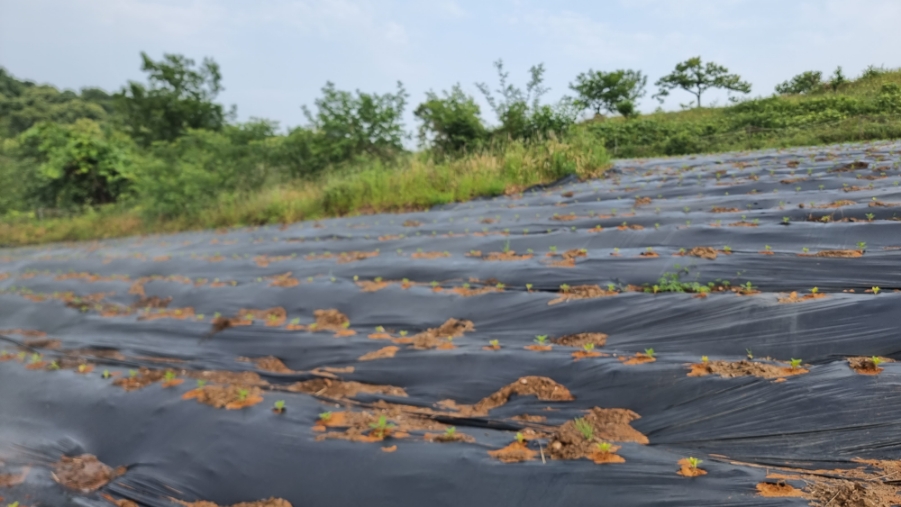 같은 씨앗을 기르는 법 참깨를 많이 얻는 방법 3