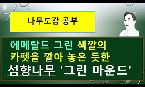 나무그린 이미지