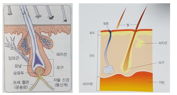 피부미용자격증