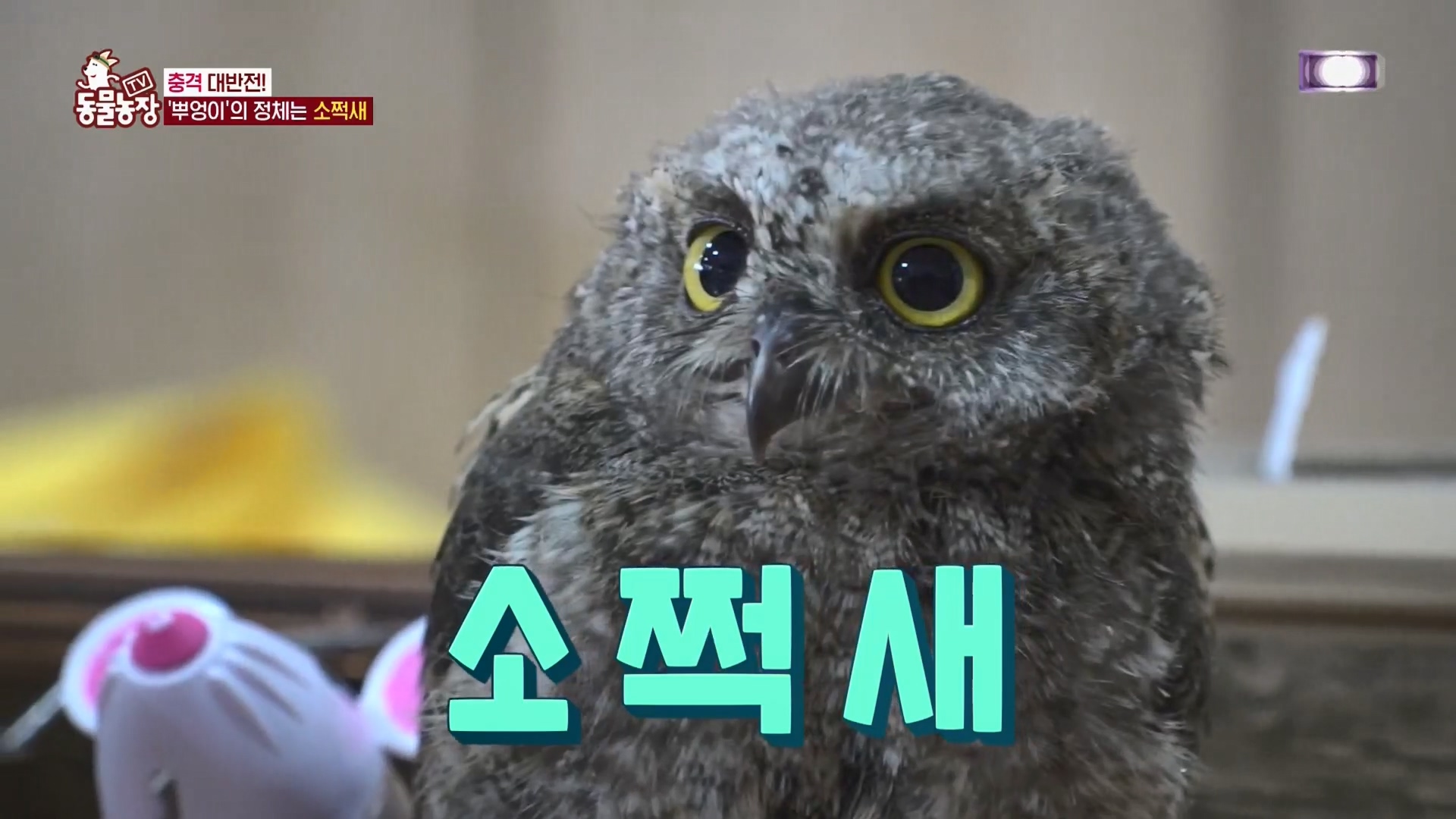 TV 동물농장.E1139.230924p.H264-F1RST.mp4_20230924_170539.566.jpg