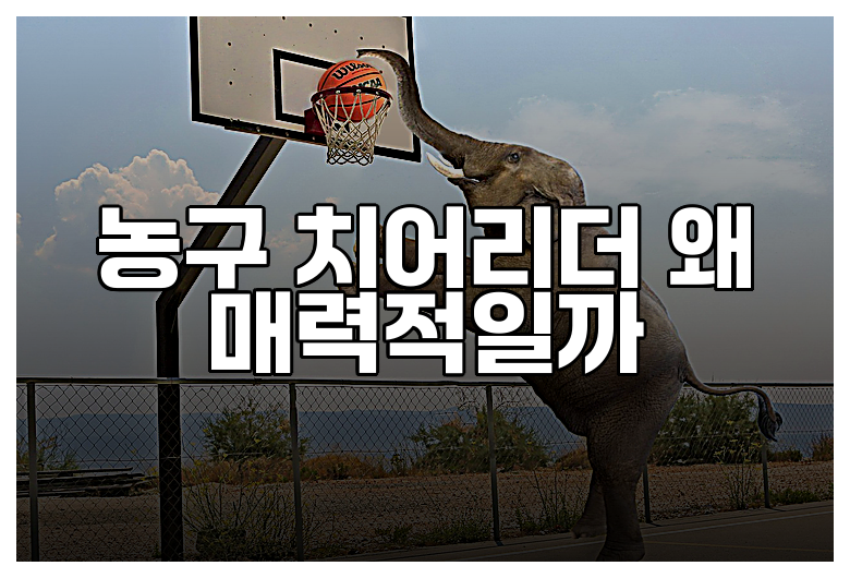 농구 치어리더 왜 매력적일까