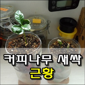  3월에 심었던 커피나무 근황