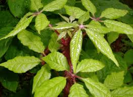 가시오가피의 12가지 장점 38