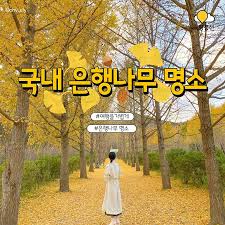 국내-은행나무-명소