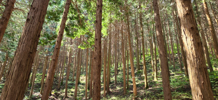 편백나무 밀도로는 최고. 무등산 편백자연휴양림(화순) 편백숲