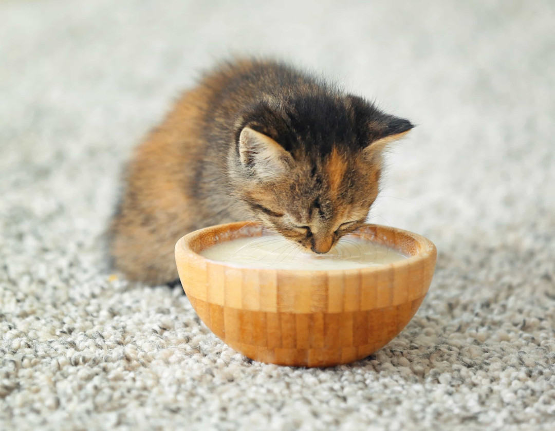 고양이와 음식 민감도