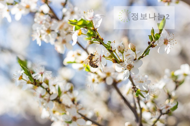 양산원동매화축제