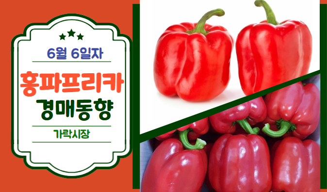  [경매사 일일보고] 6월 6일자 가락시장 홍파프리카 경매동향을 살펴보겠습니다!