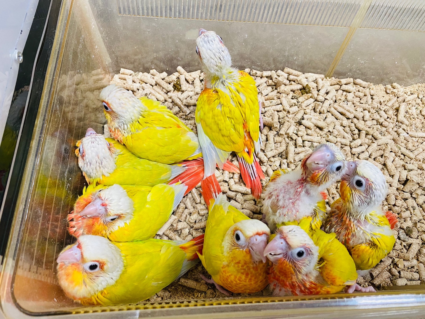  코뉴어 앵무새(Pyrrhura molinae) - 한국에서 가장 많이 키우는 중소형 앵무새
