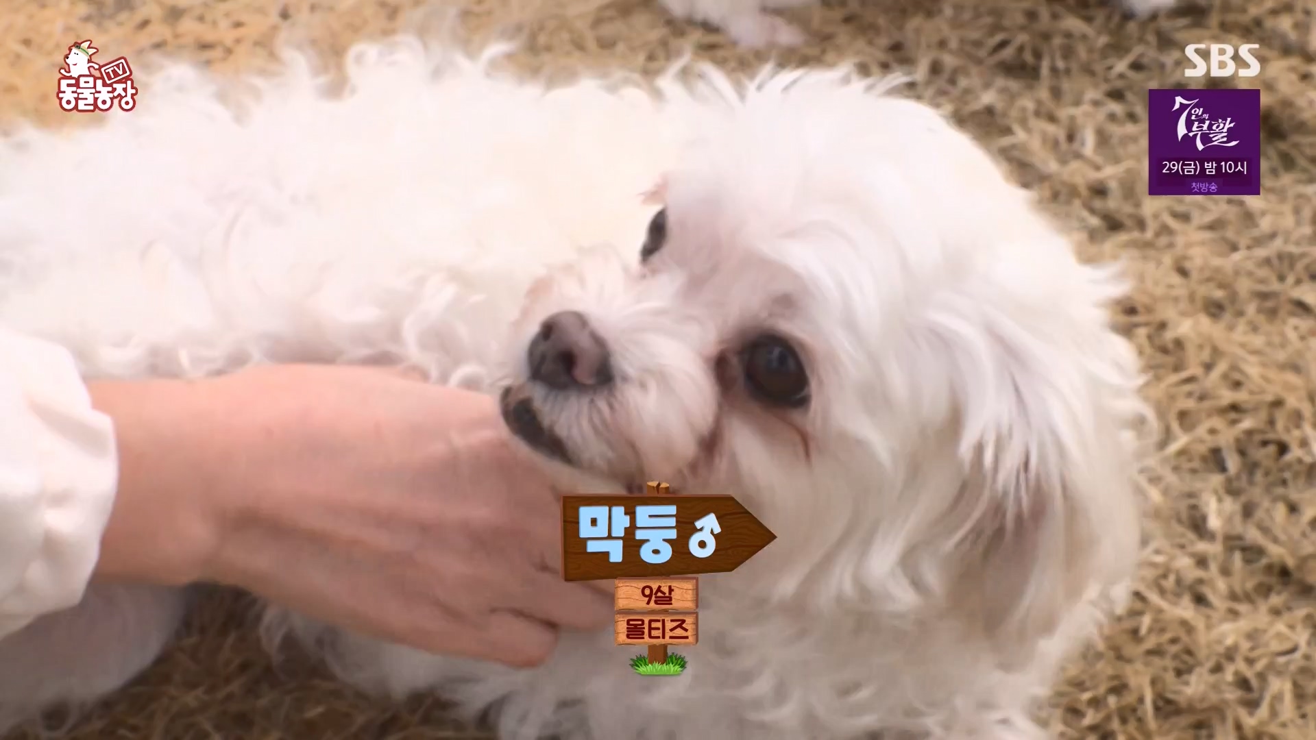 TV 동물농장.E1164.240324p-NEXT.mp4_20240324_172332.895.jpg