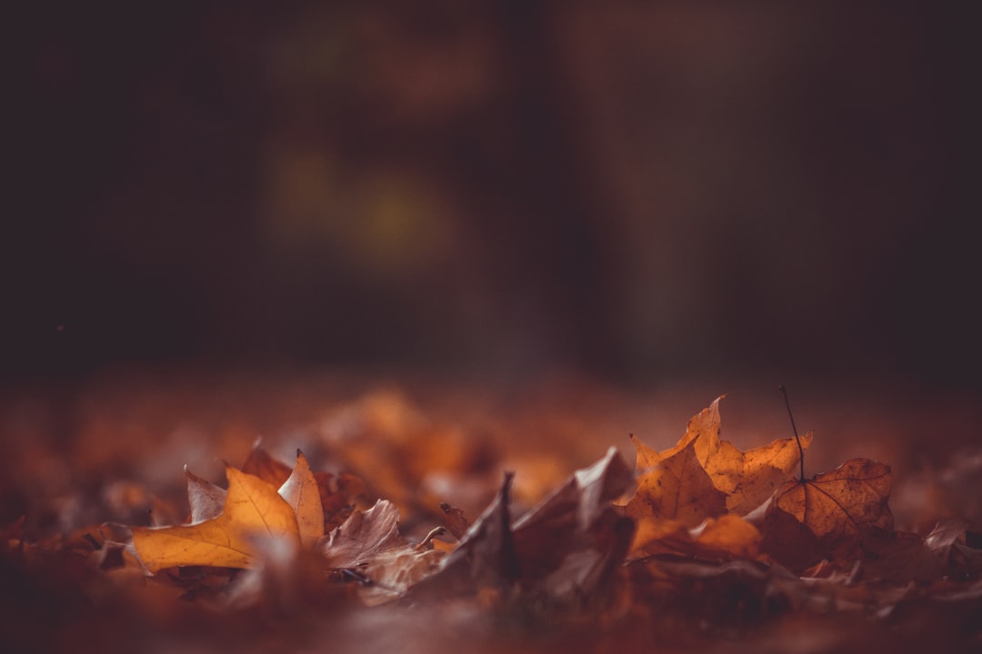 Season