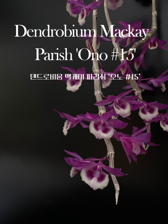 Dendrobium Mackay Parish &#39;Ono #15&#39;