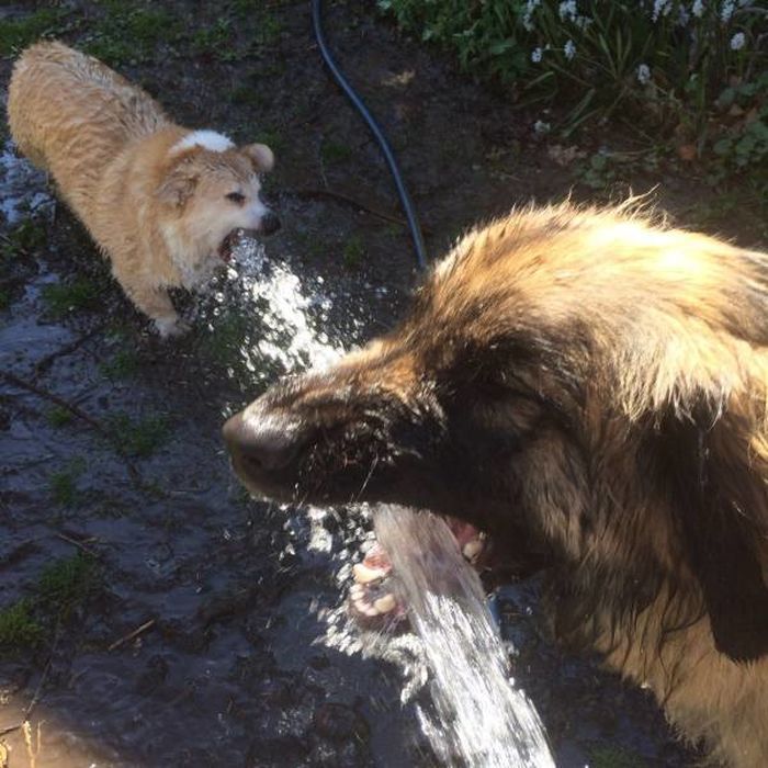남의 집 강아지가 물 먹는 특이한 방법