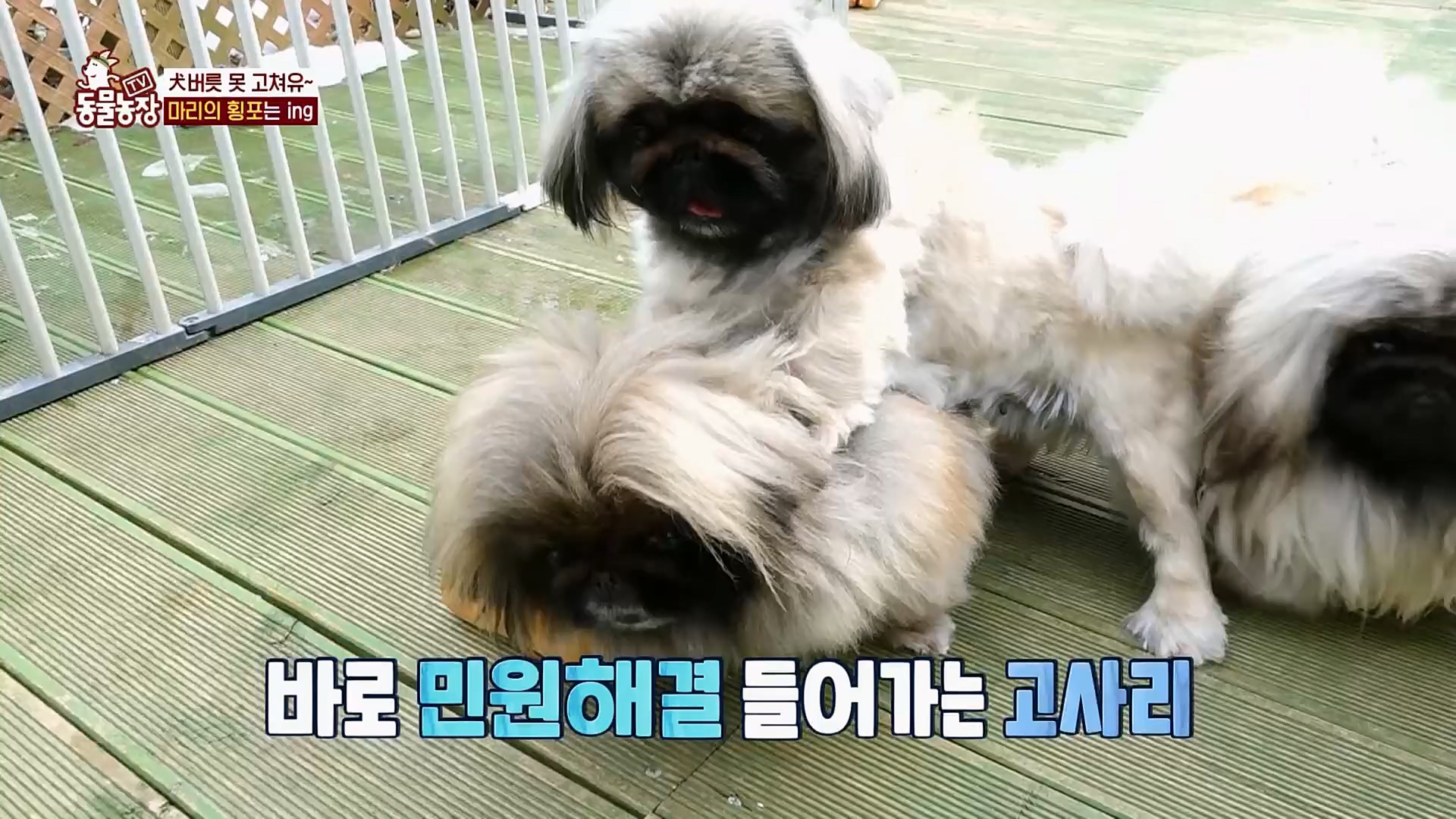 TV 동물농장.E1110.230305p.H264-F1RST.mp4_20230305_183200.616.jpg