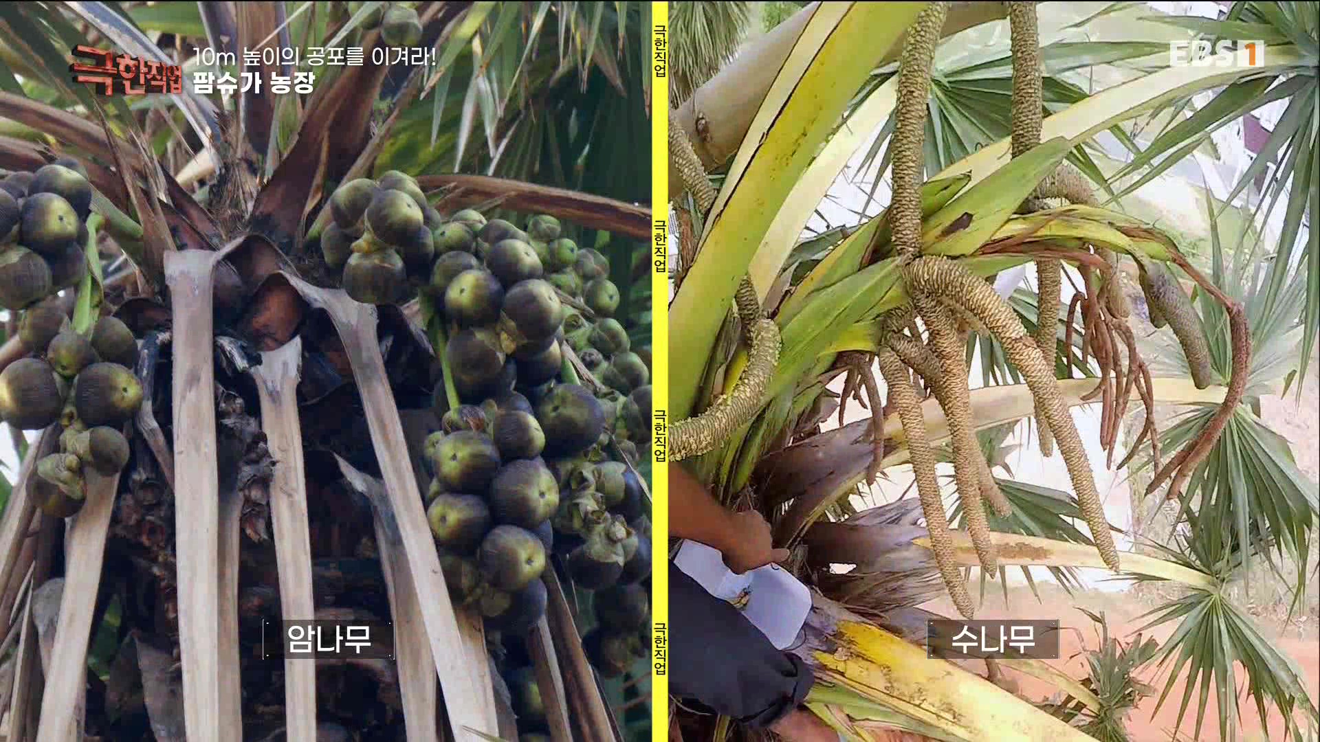 [극한 직업] 캄보디아 팜슈가 농장 230624.mp4_20230701_183405.947.jpg