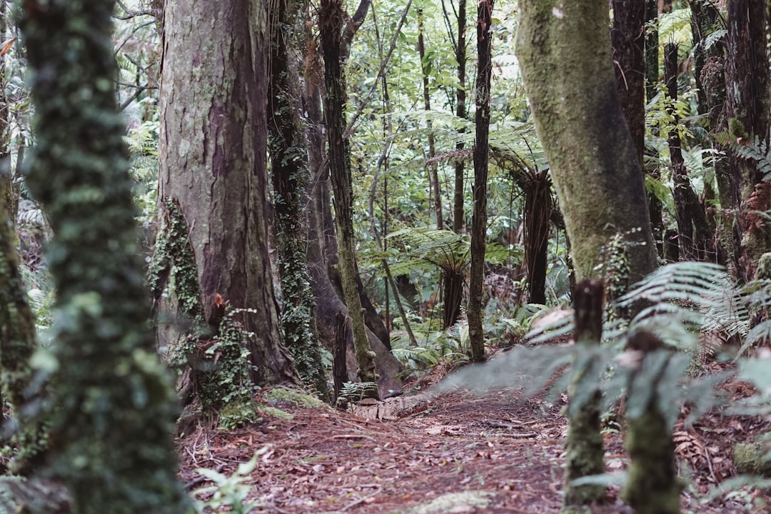 The Grove