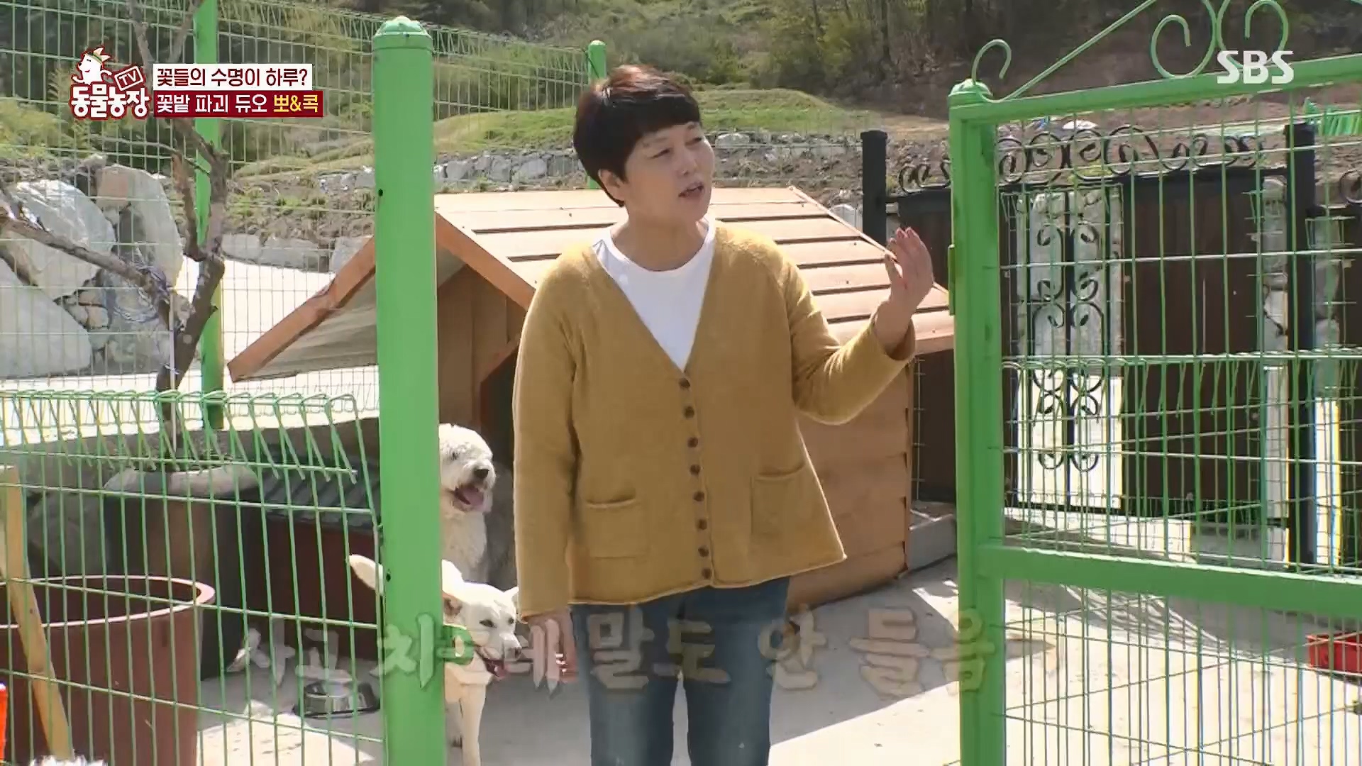TV 동물농장.E1120.230514p.H264-F1RST.mp4_20230515_203524.822.jpg