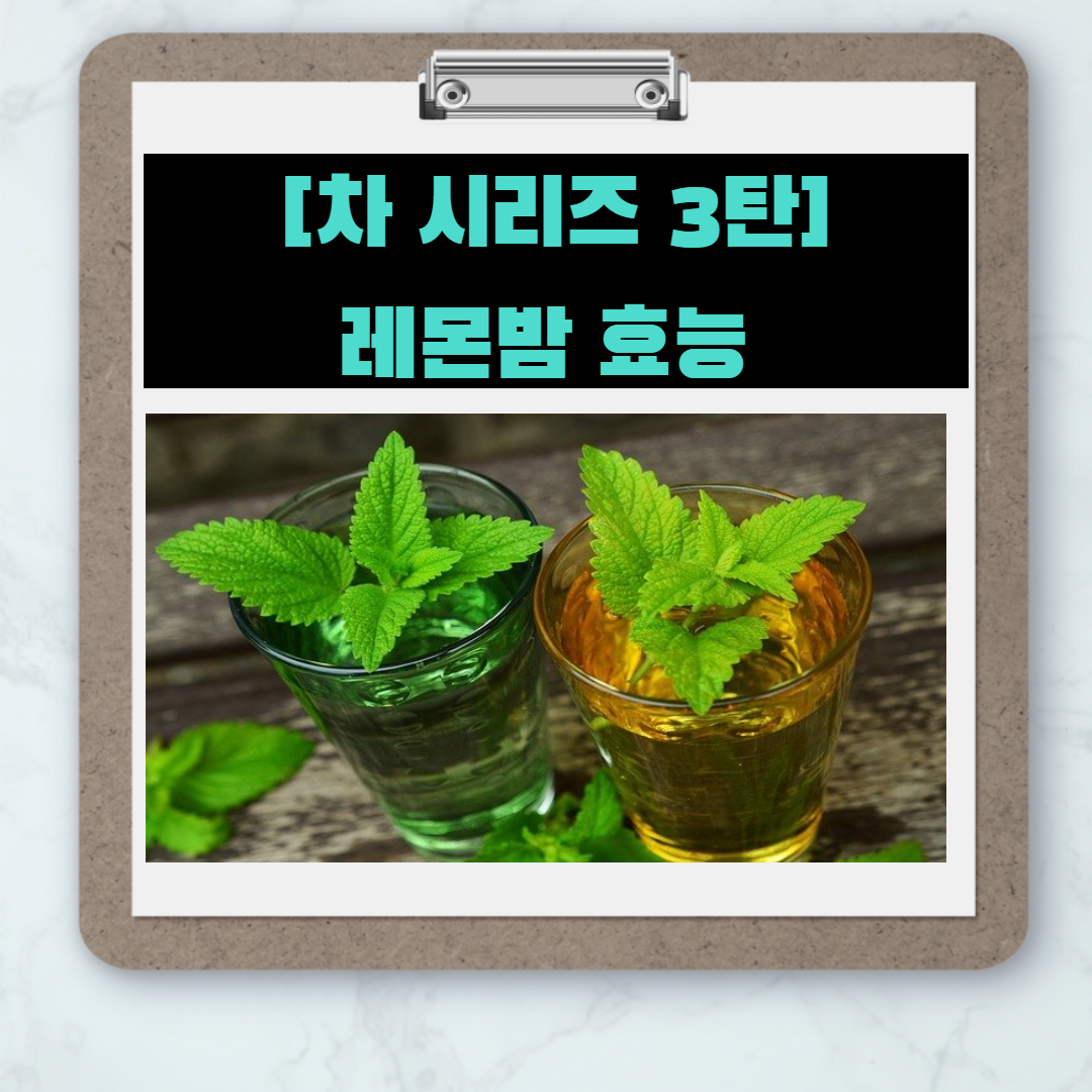  [차 시리즈 3탄] 레몬밤 효능 7가지 및 먹는방법