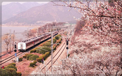 원동 매화축제